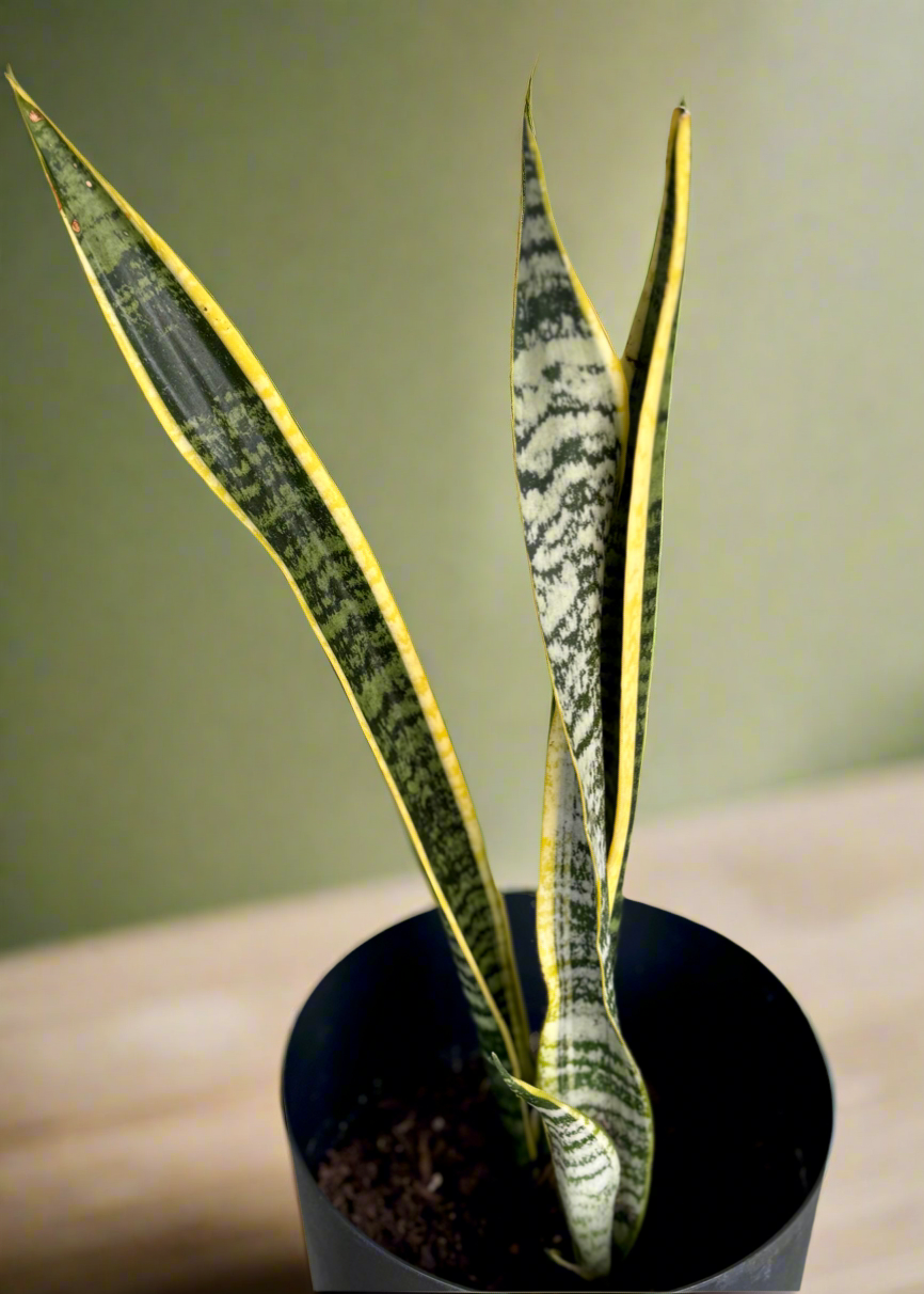 Snake plant Laurentii