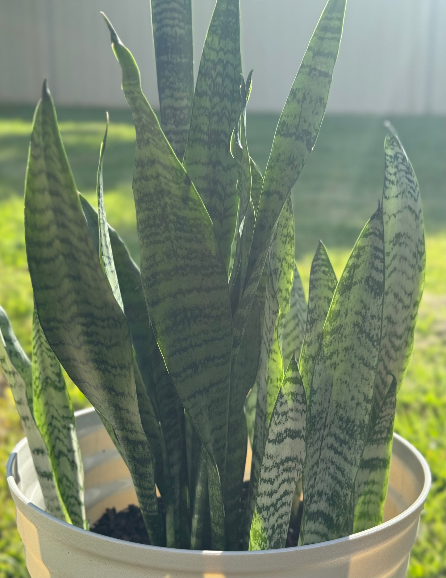 Snake plant Zeylanica