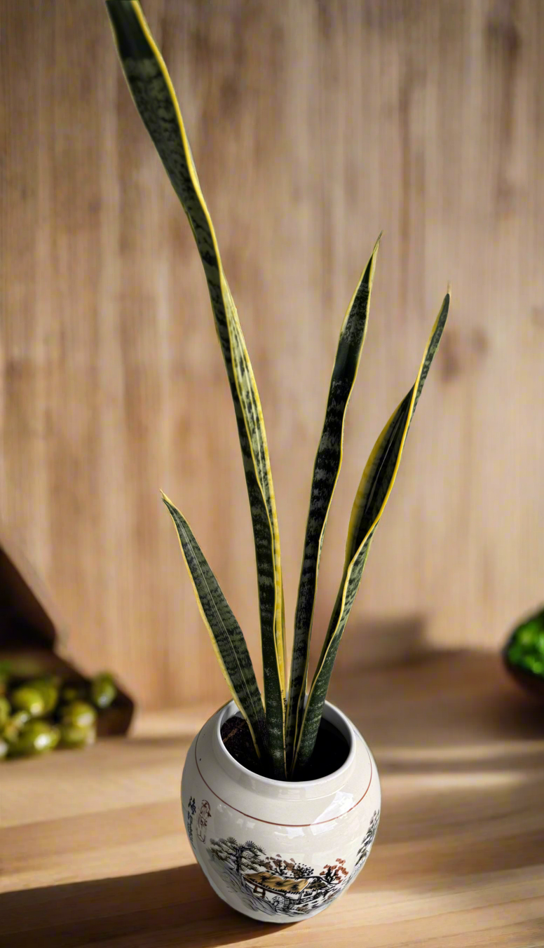 Snake plant Laurentii