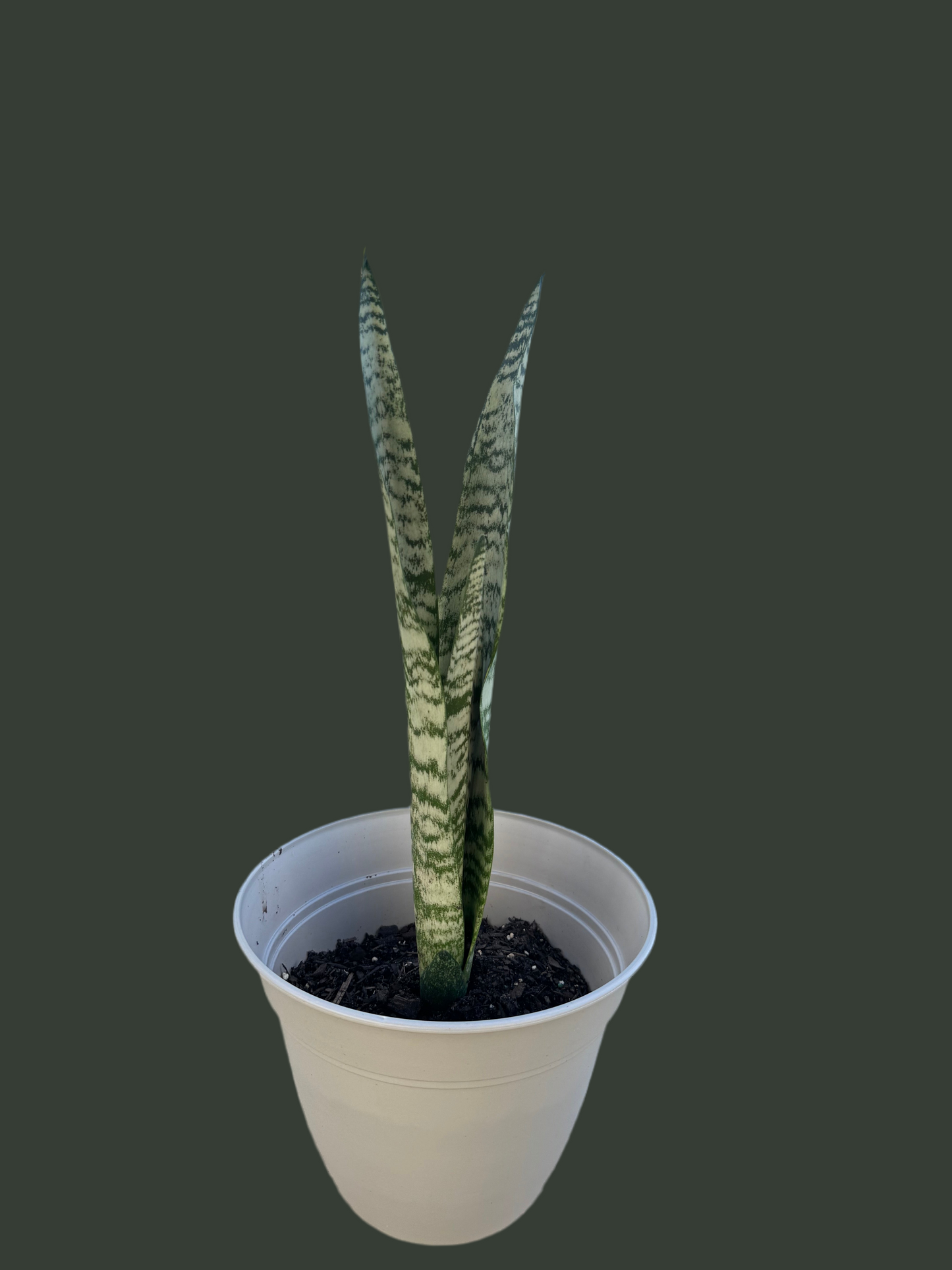 Snake plant Zaylenica