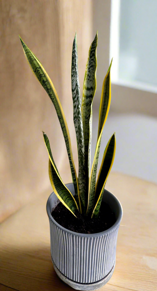 Snake plant Laurentii