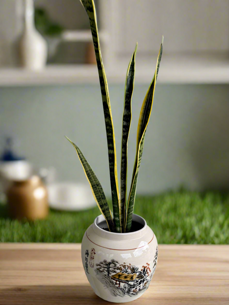 Snake plant Laurentii