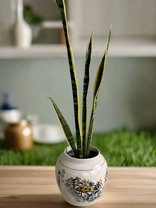 Snake plant Laurentii
