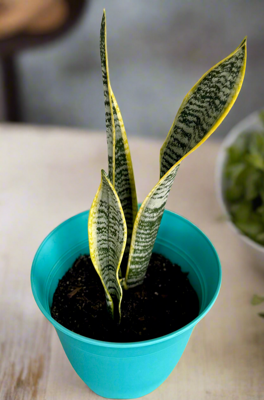 Snake plant Laurentii