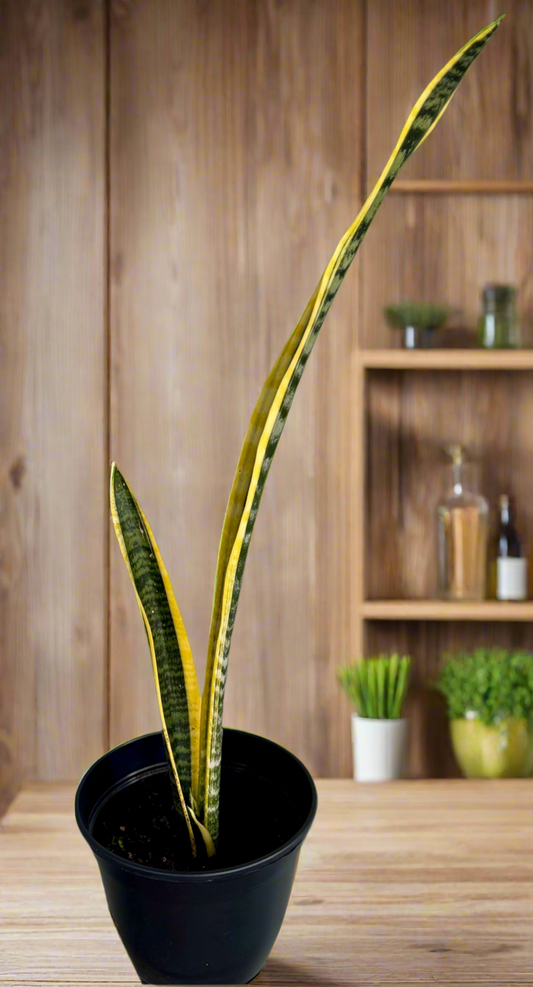 Snake plant Laurentii