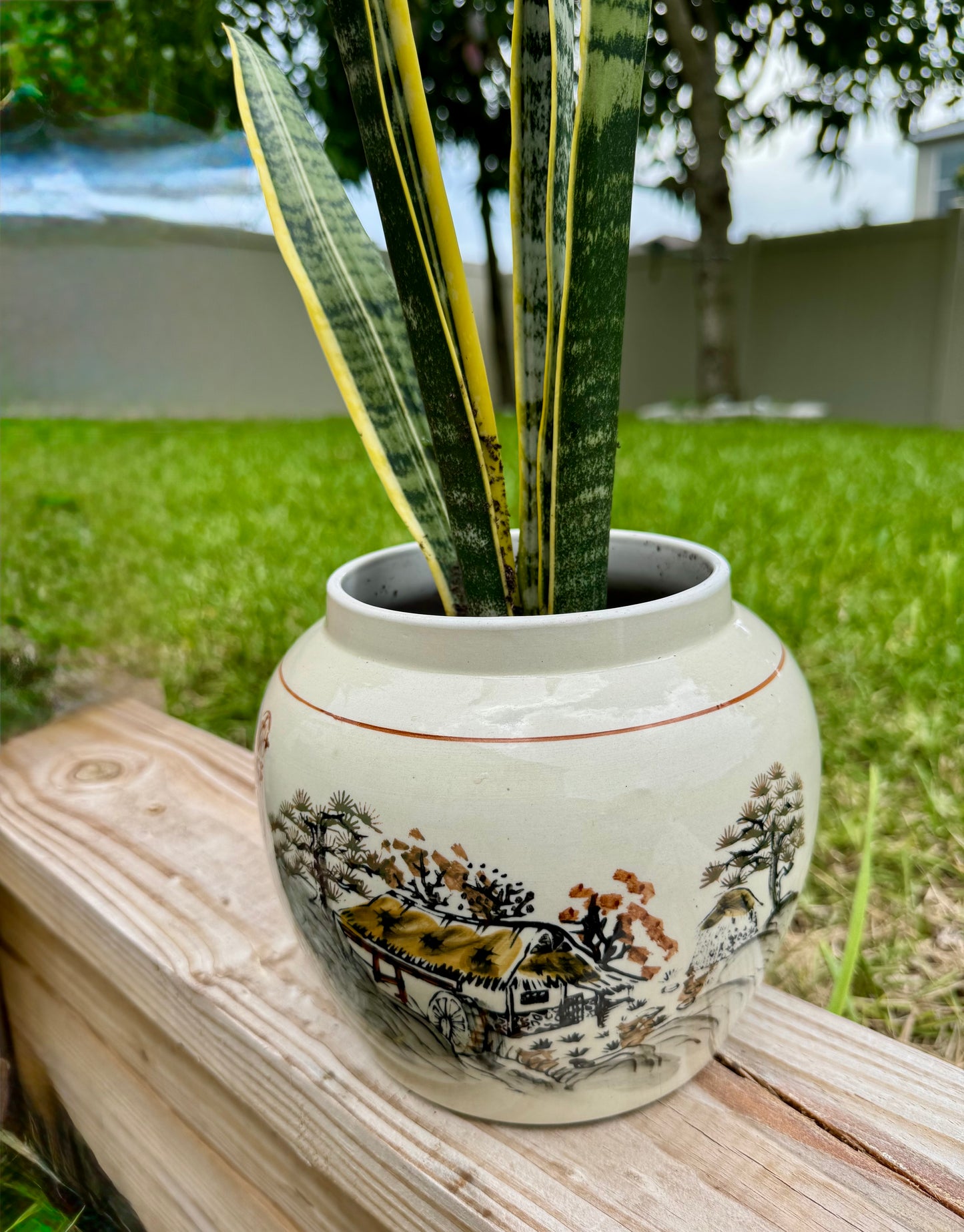Snake plant Laurentii