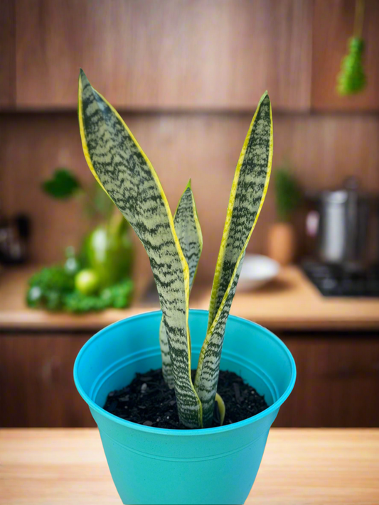 Snake plant Laurentii