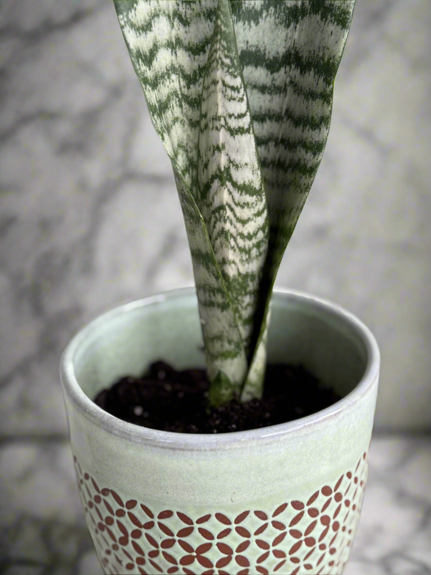 Snake plant Zeylanica