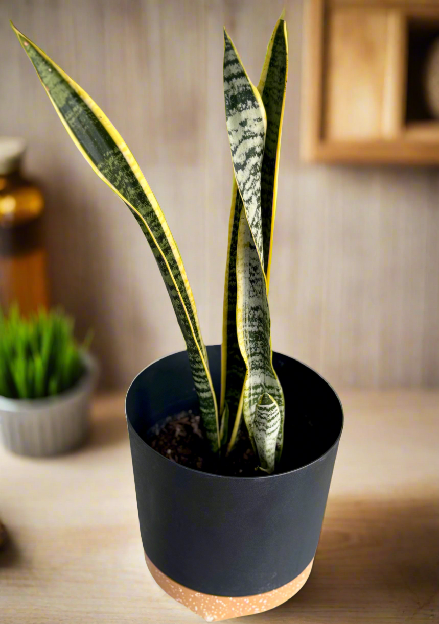 Snake plant Laurentii