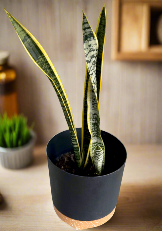 Snake plant Laurentii