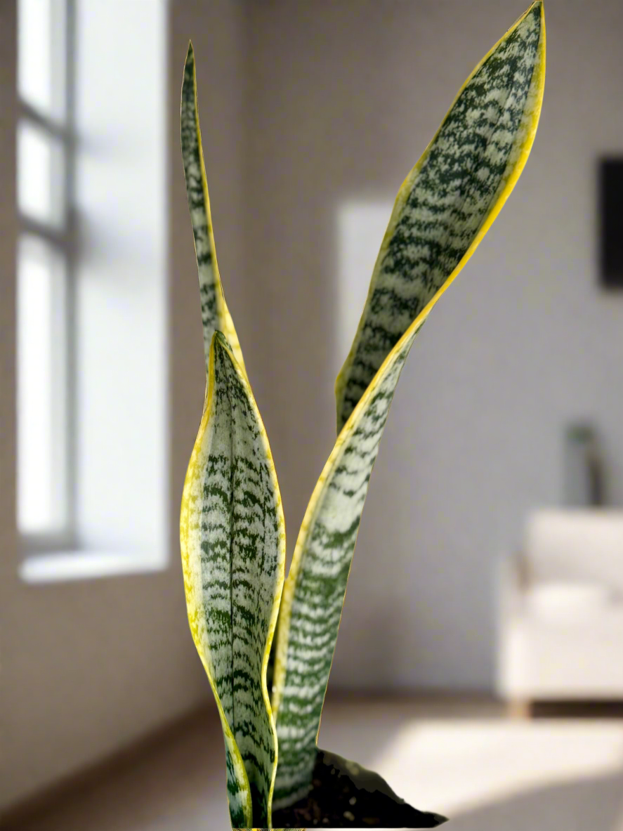 Snake plant Laurentii