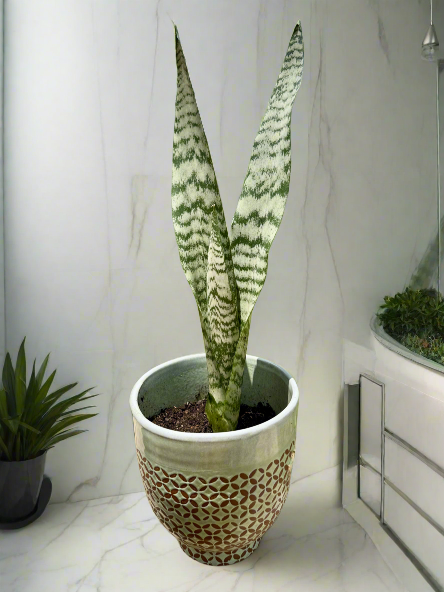 Snake plant Zeylanica