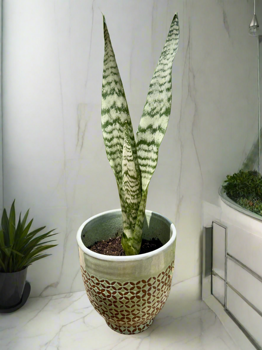 Snake plant Zeylanica