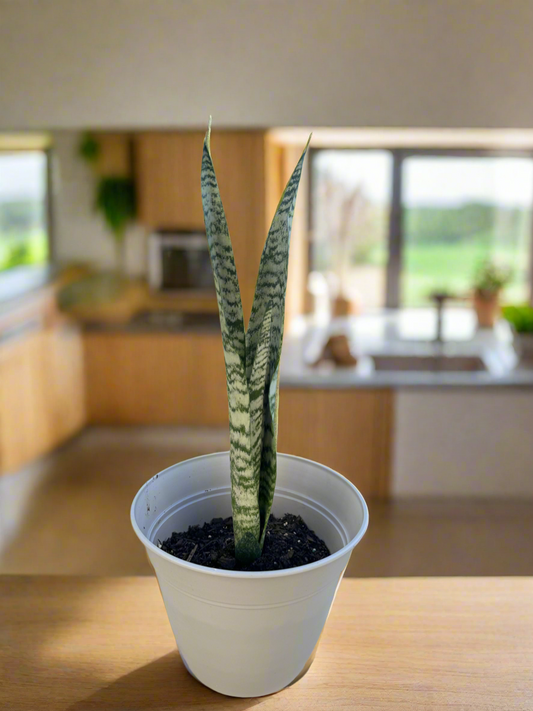 Snake plant Zaylenica