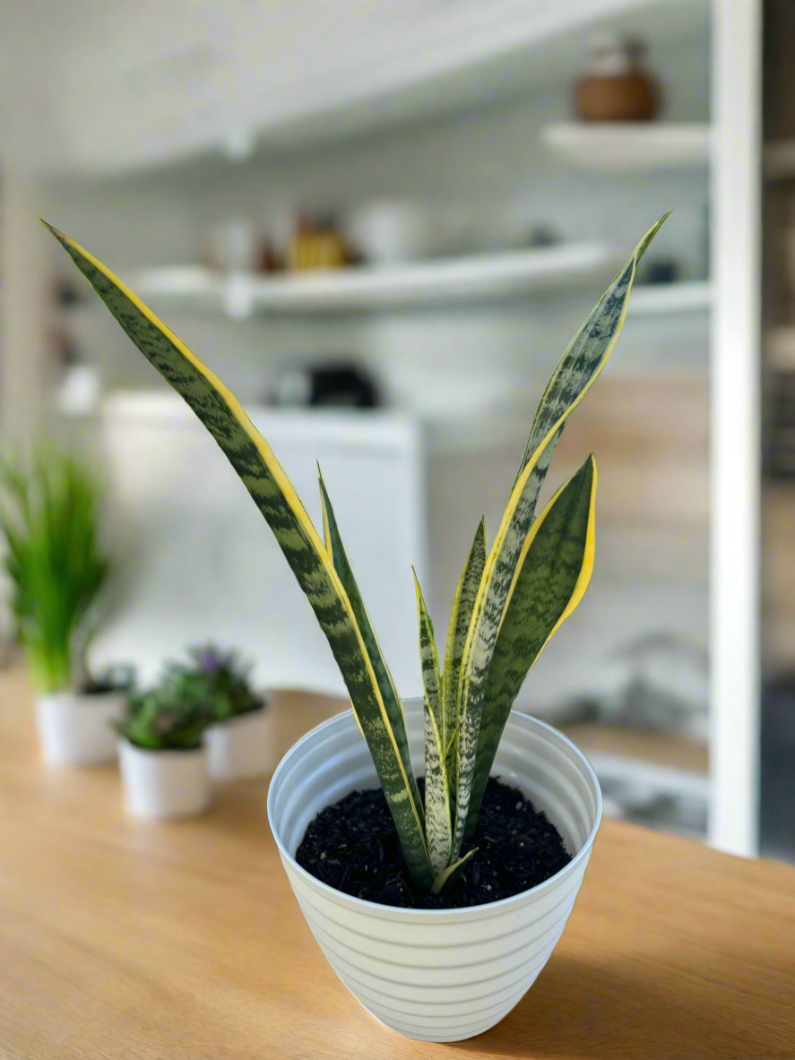 Snake plant Laurentii