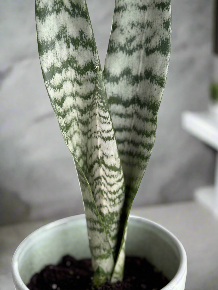 Snake plant Zeylanica